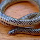 Image of Transvaal Quill-snouted Snake