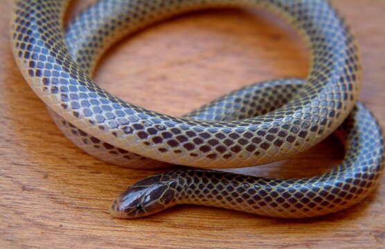 Image of Transvaal Quill-snouted Snake