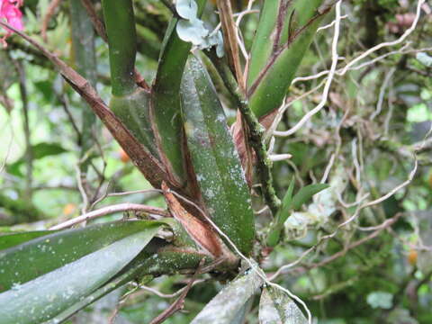 Image of Rodriguezia lanceolata Ruiz & Pav.