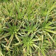 Image of Aloe × spinosissima