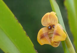 Image of Maxillaria subrepens (Rolfe) Schuit. & M. W. Chase