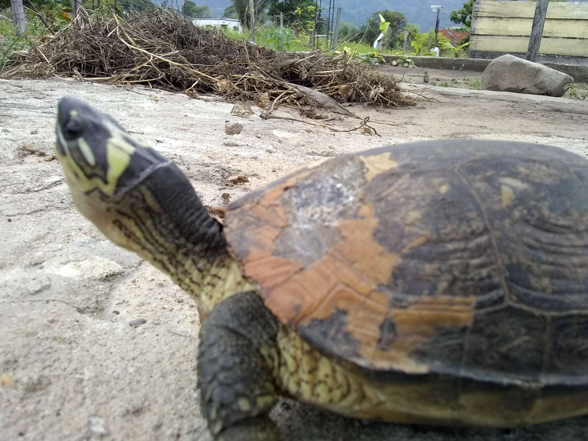 Image of Maracaibo Wood Turtle