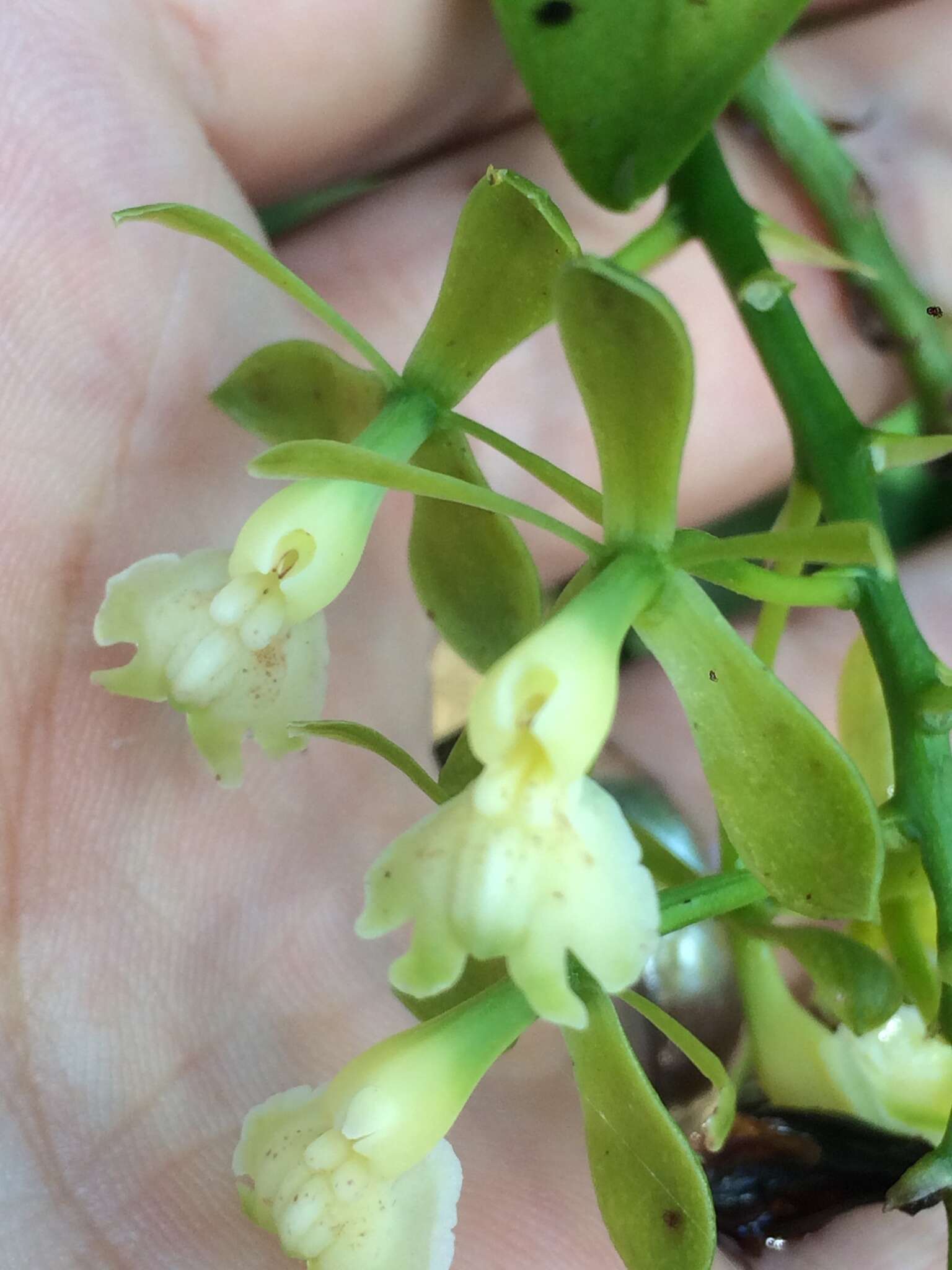 Image de Epidendrum hassleri Cogn.