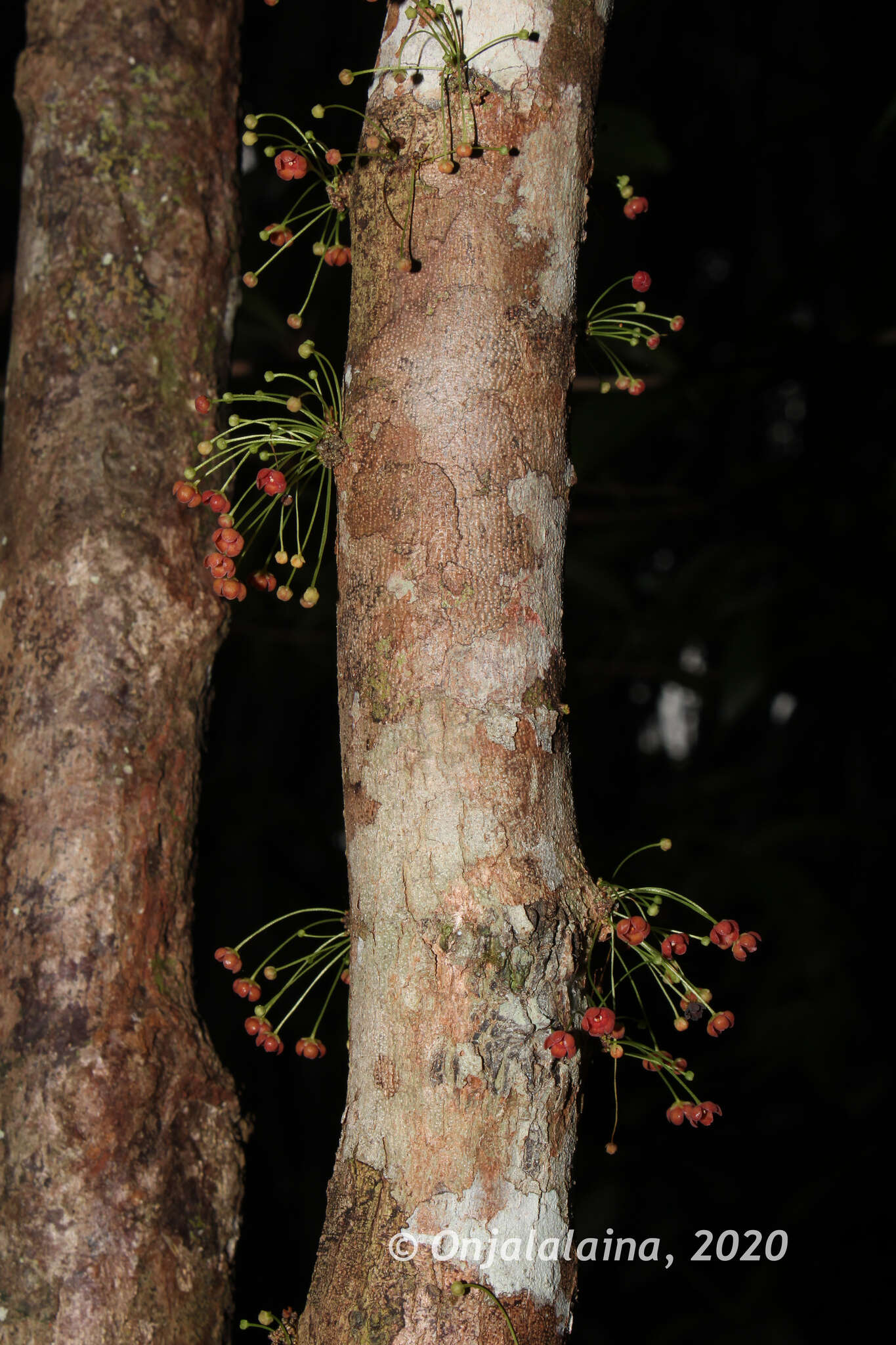 Image of Wielandia platyrachis (Baill.) Petra Hoffm. & McPherson