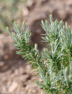 Image of striped cottonthorn