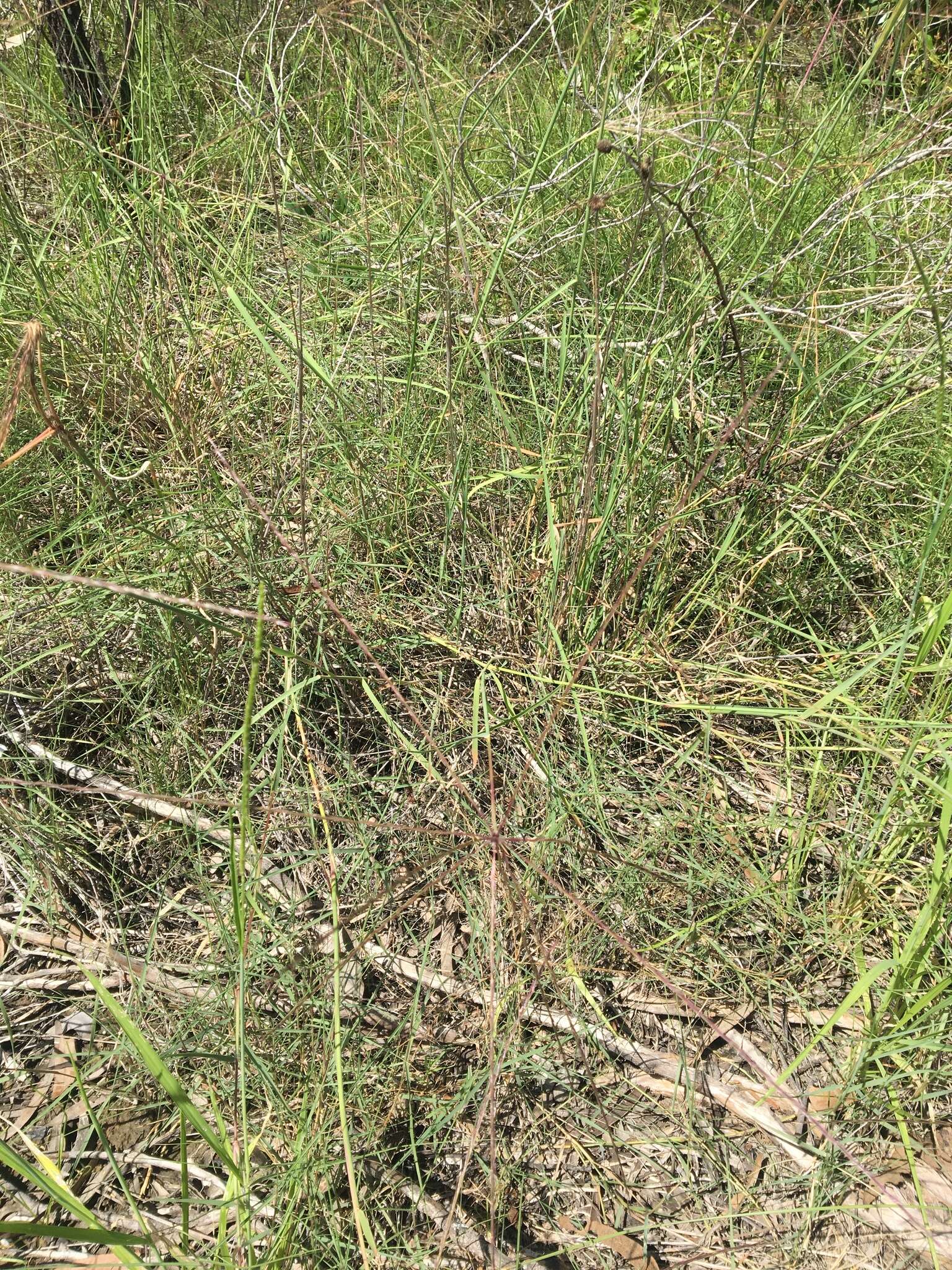 Image of umbrella grass