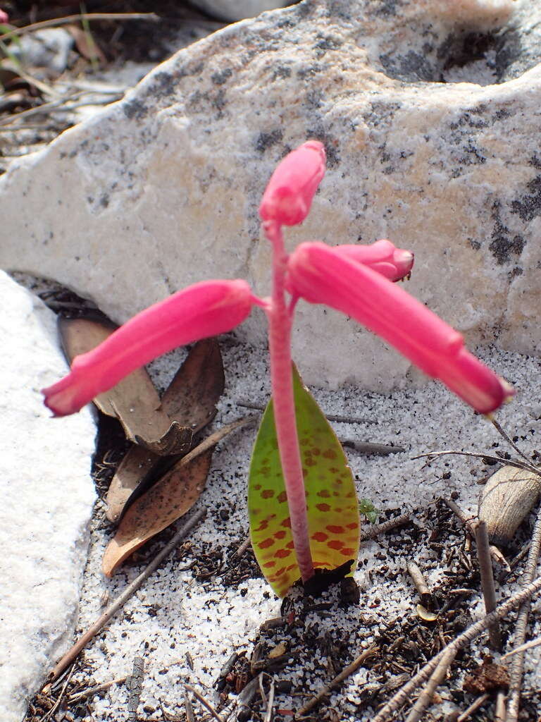 Image of Lachenalia punctata Jacq.