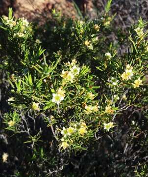 Image of Diosma acmaeophylla Eckl. & Zeyh.