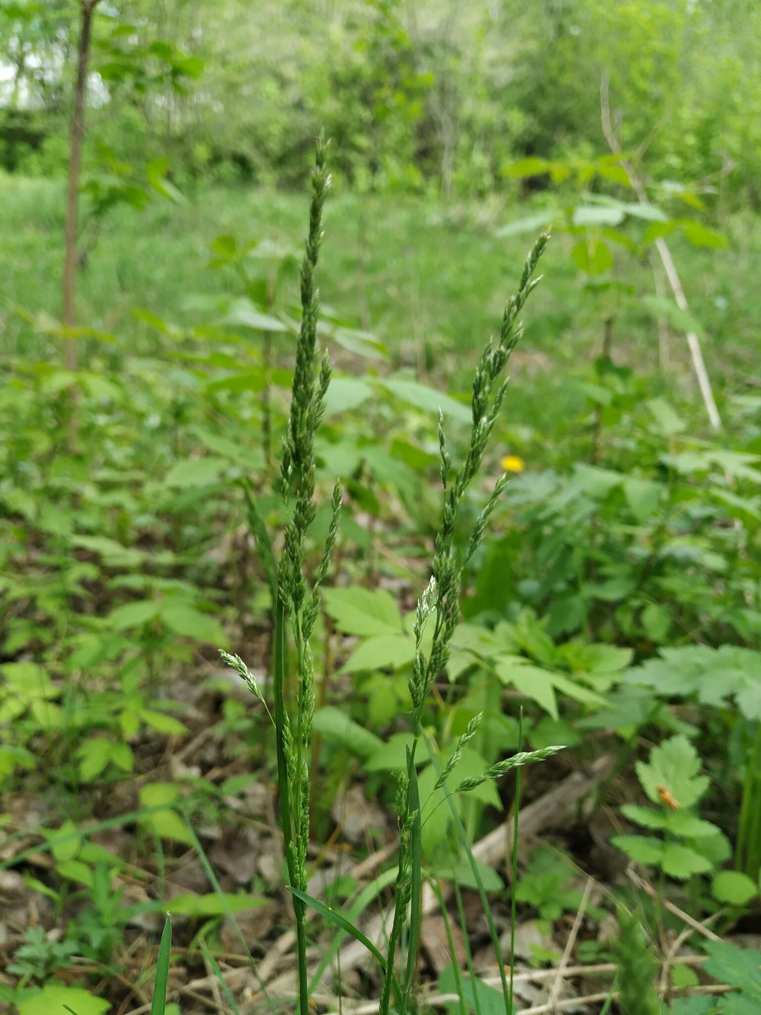 Image of narrow-leaved meadow-grass