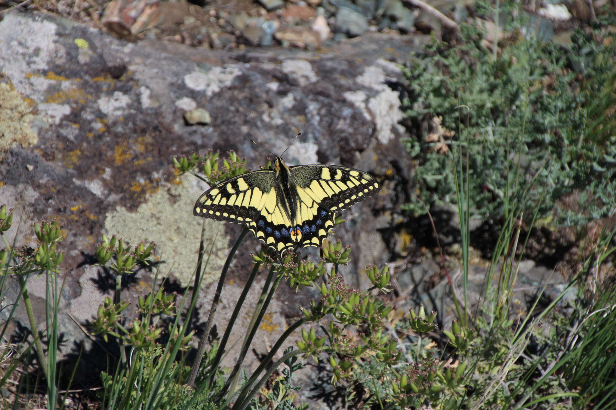 Image of Papilio machaon oregonia W. H. Edwards 1876