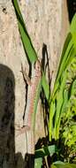 Image of Ibiza Wall Lizard