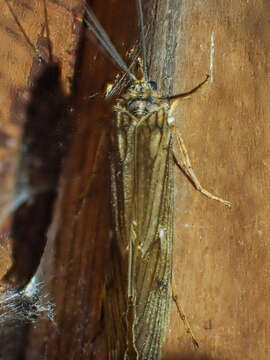 Dicosmoecus gilvipes (Hagen 1875)的圖片