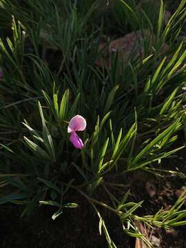 Image of Tephrosia longipes subsp. longipes