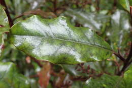 Quintinia serrata A. Cunn. resmi