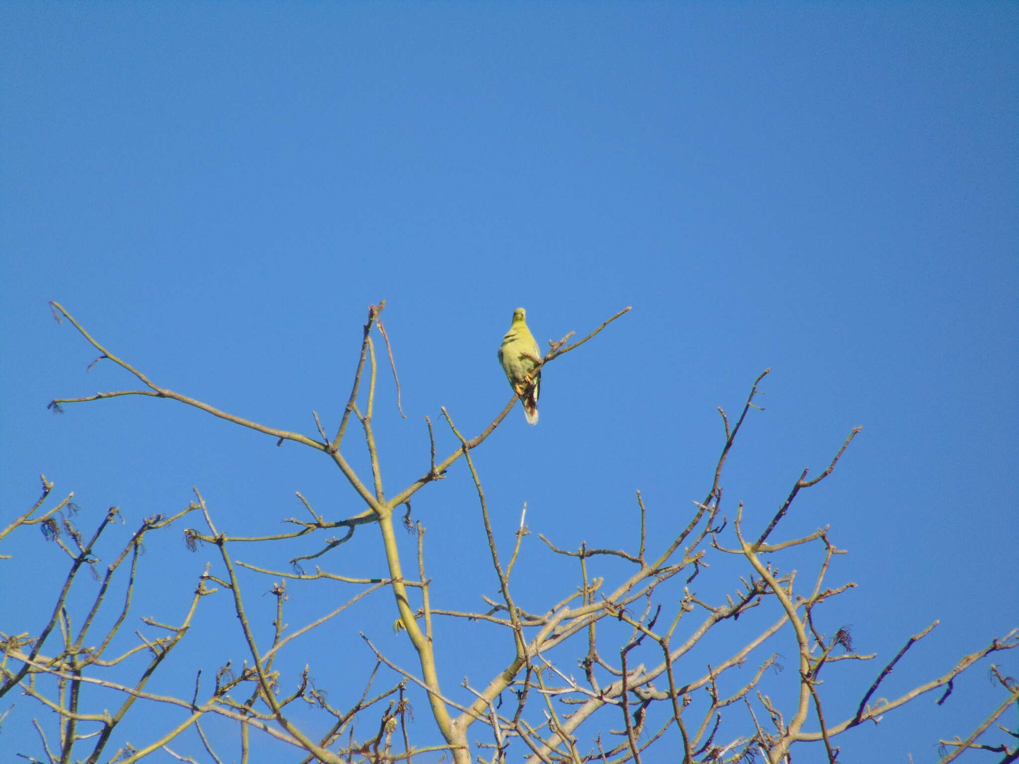 صورة Treron australis (Linnaeus 1771)