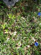 صورة Gentiana angustifolia Vill.