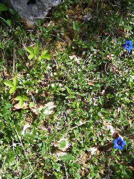 Image of Gentiana angustifolia Vill.