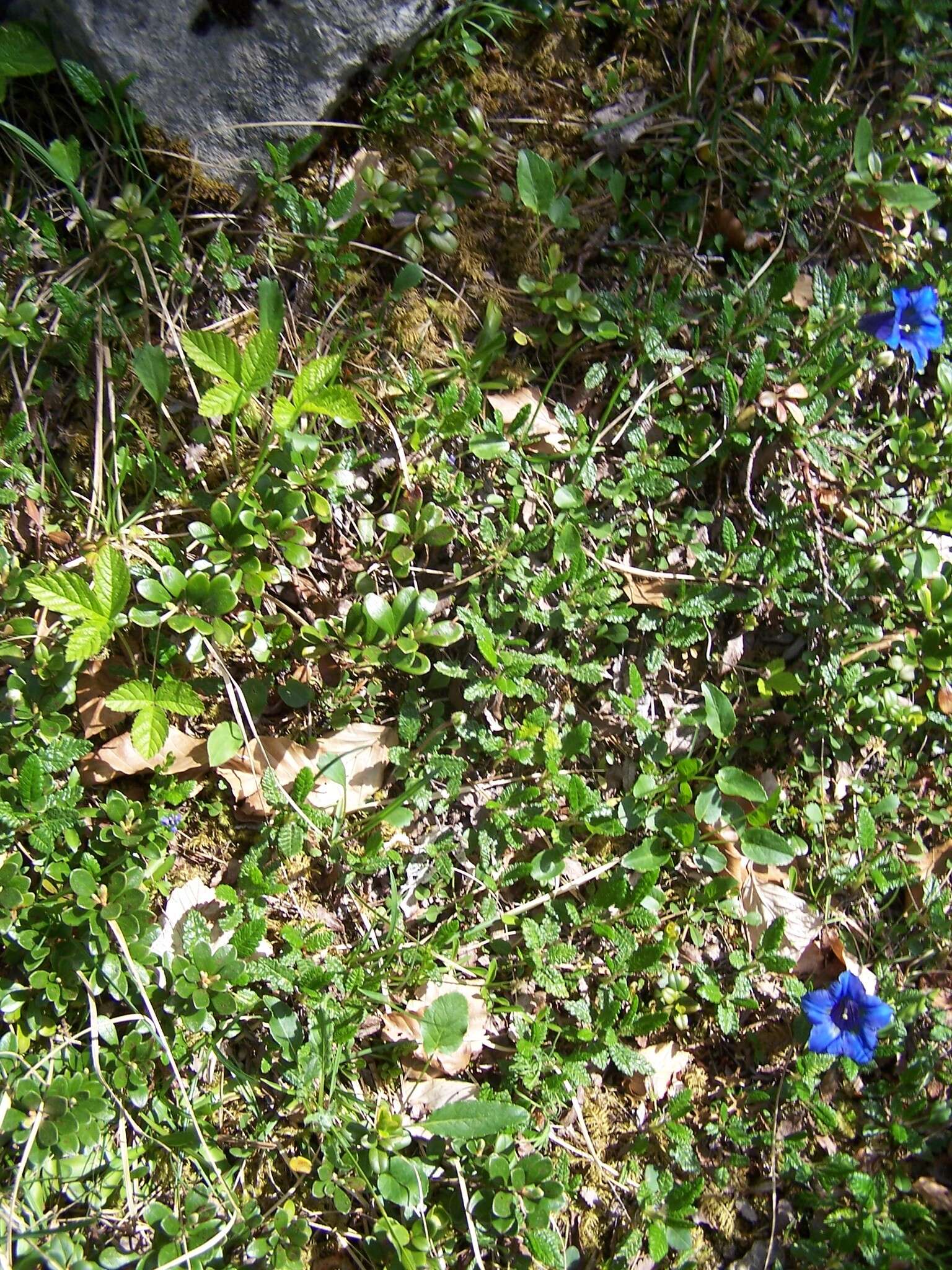 صورة Gentiana angustifolia Vill.