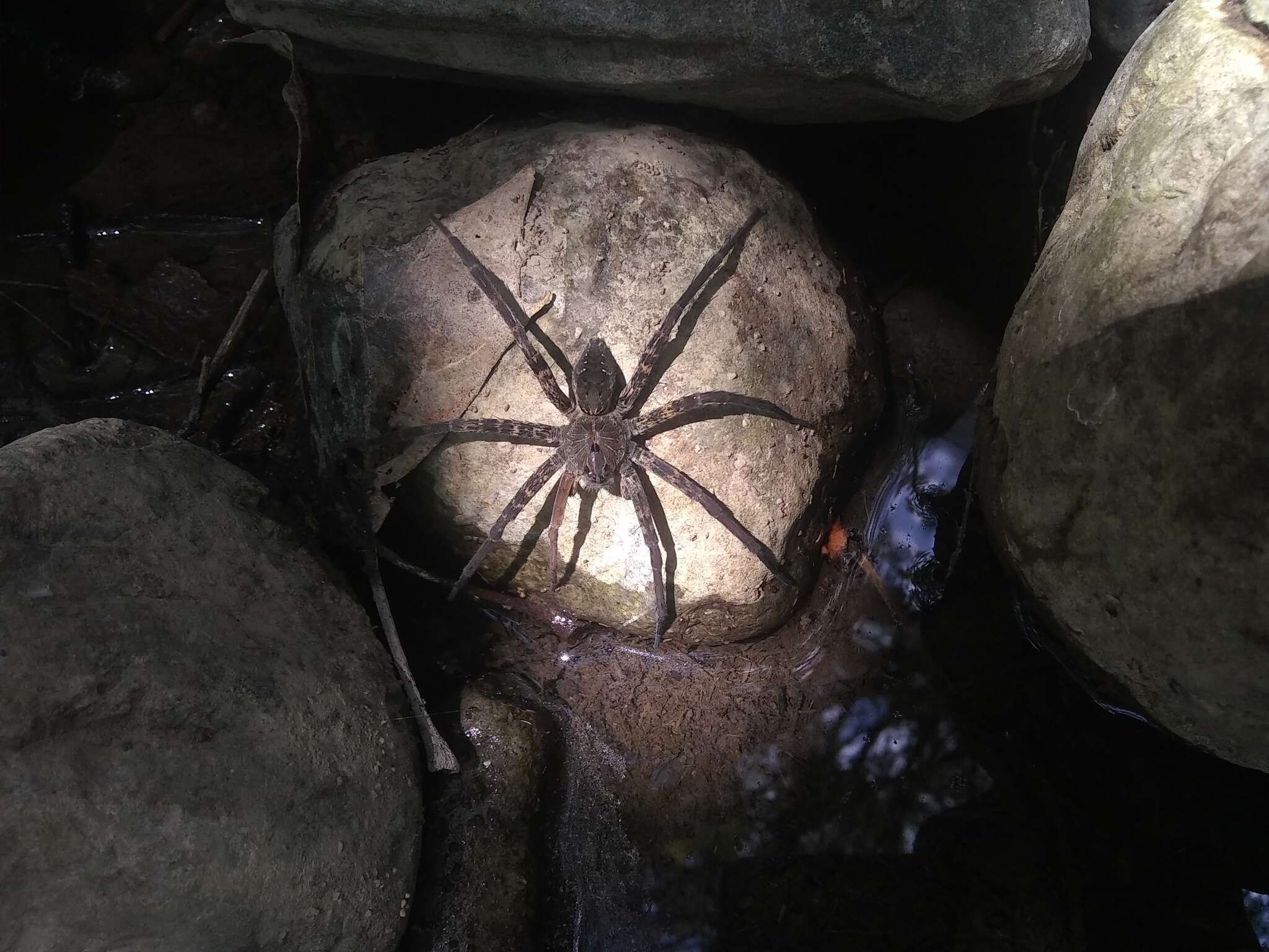 Image of Dolomedes holti Carico 1973