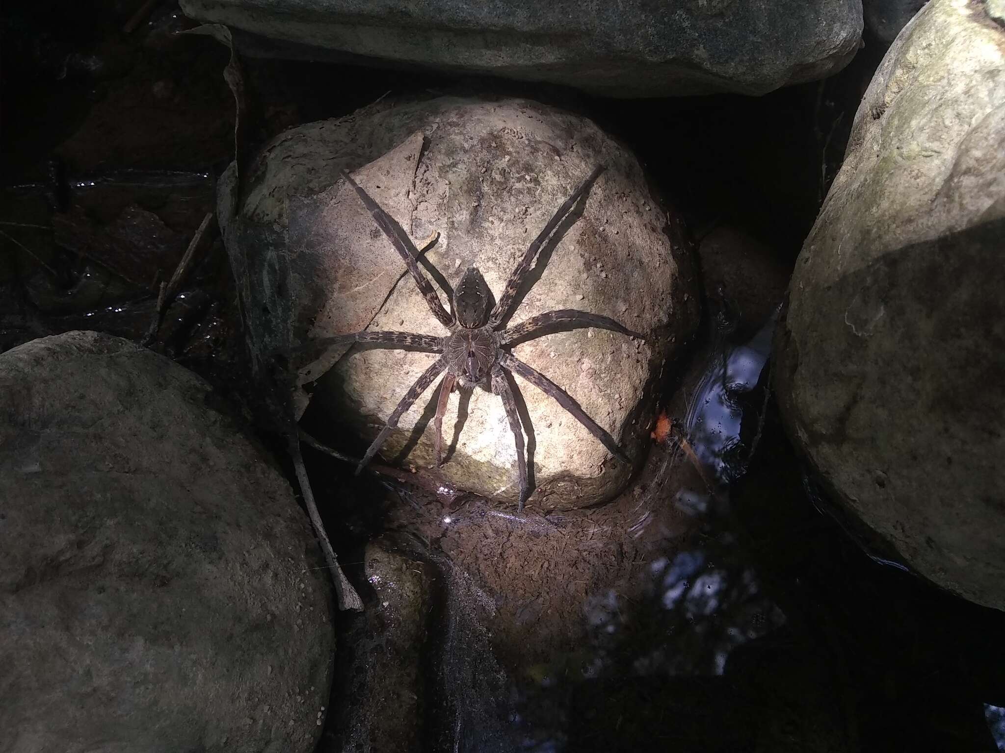 Plancia ëd Dolomedes holti Carico 1973