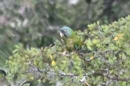 Image of Blue-headed Macaw