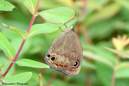 Image of Callerebia hybrida Butler 1880