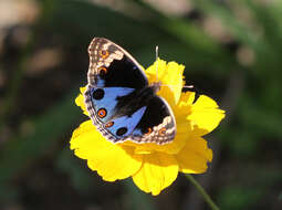 Image of Junonia orithya ocyale Hübner (1816)