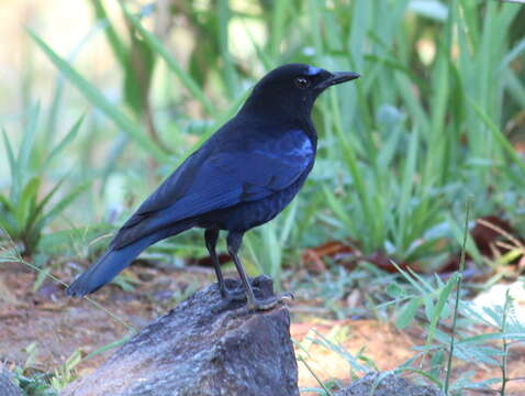 Image of Malabar Whistling Thrush