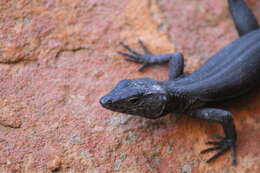 Image of False girdled lizards