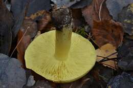 Image of Tricholoma frondosae Kalamees & Shchukin 2001