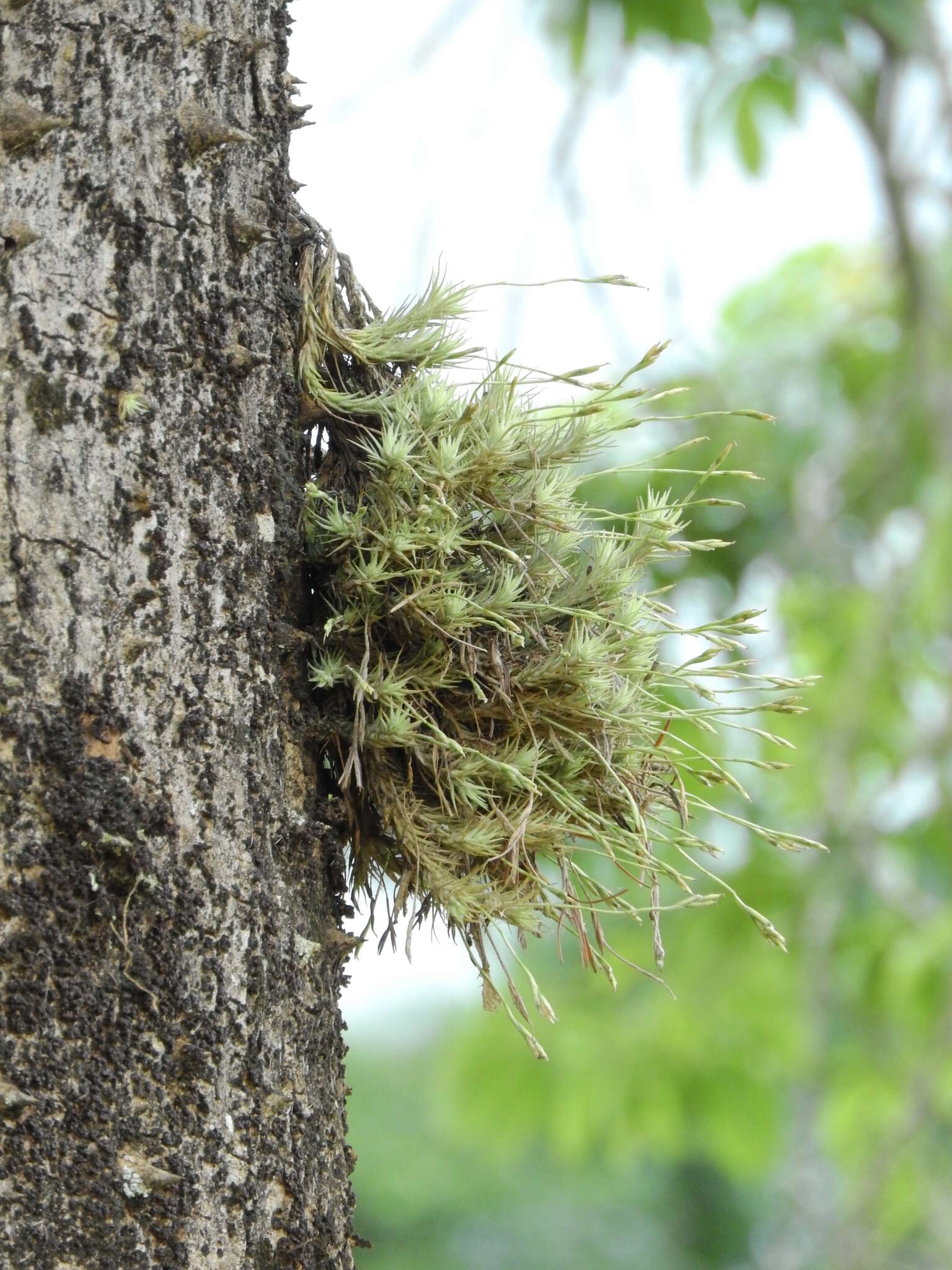 Image of Tillandsia tricholepis Baker