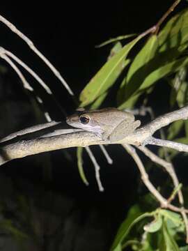 Litoria personata Tyler, Davies & Martin 1978 resmi