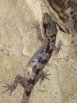 Image of Kabaena Bow-fingeredGecko