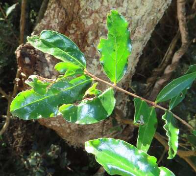 Galpinia transvaalica N. E. Br. resmi