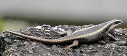 Trachylepis striata (Peters 1844)的圖片