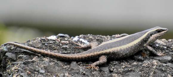 Trachylepis striata (Peters 1844)的圖片