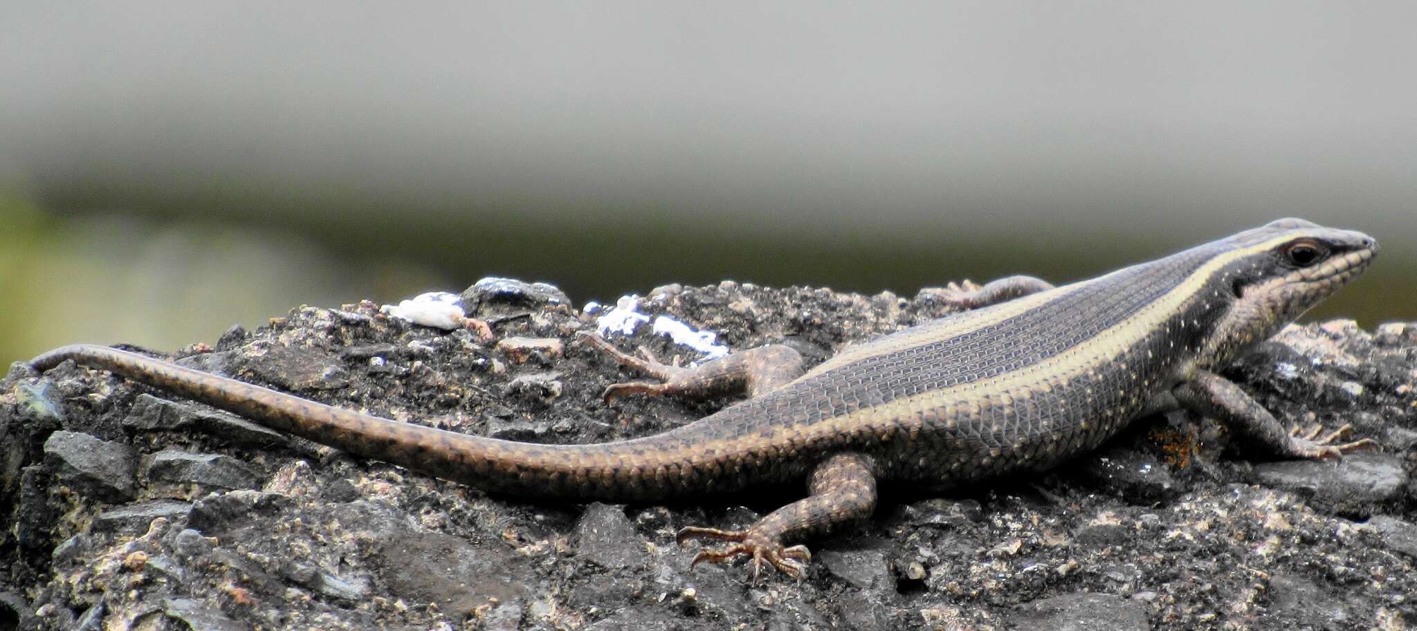 Image of Trachylepis striata (Peters 1844)