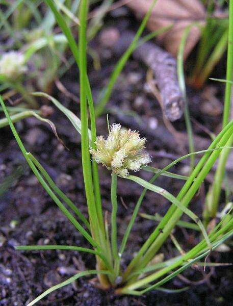 Image of Cyperus michelianus (L.) Delile