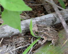 صورة Sclerophrys garmani (Meek 1897)