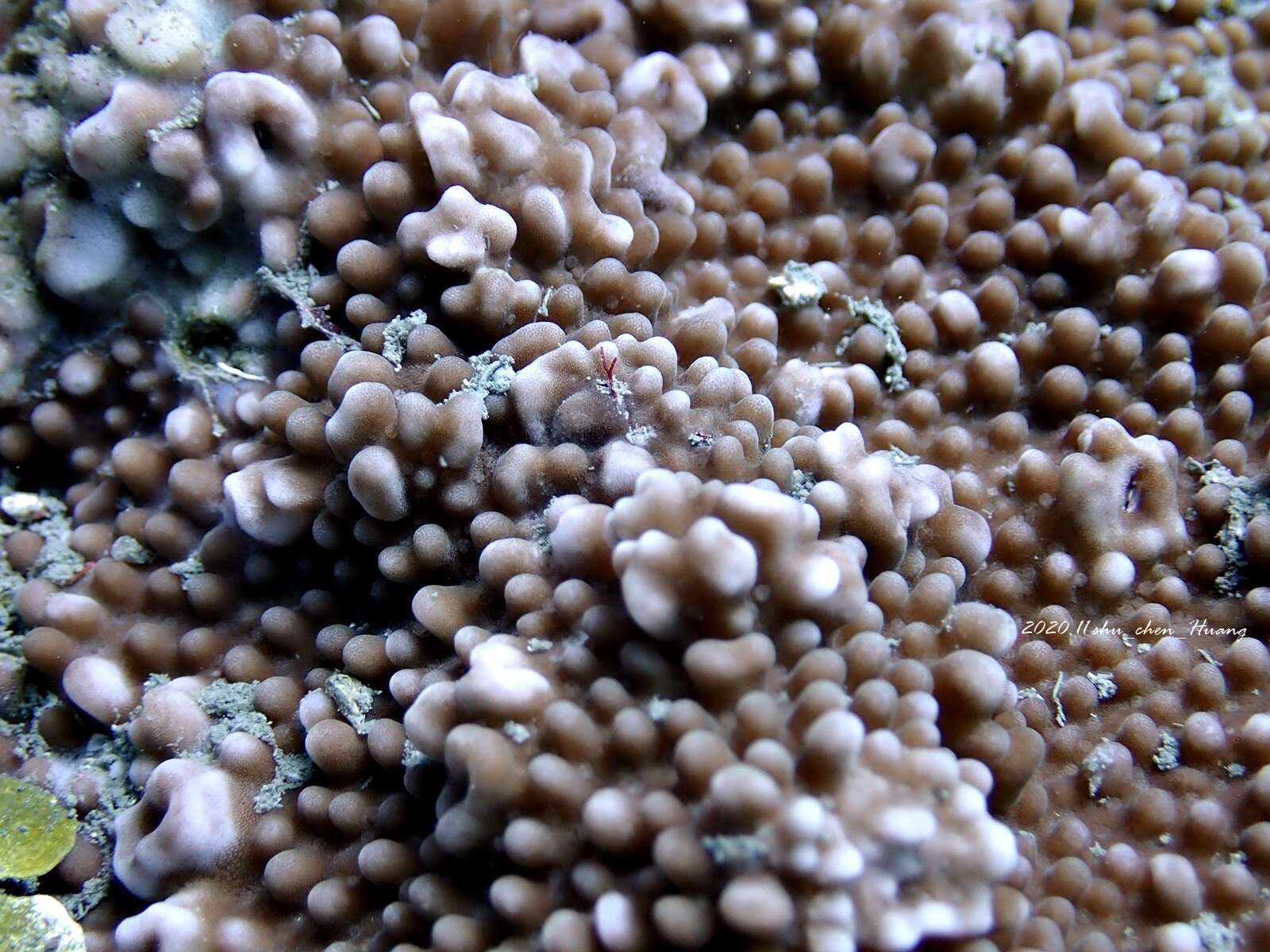 Image of pore coral