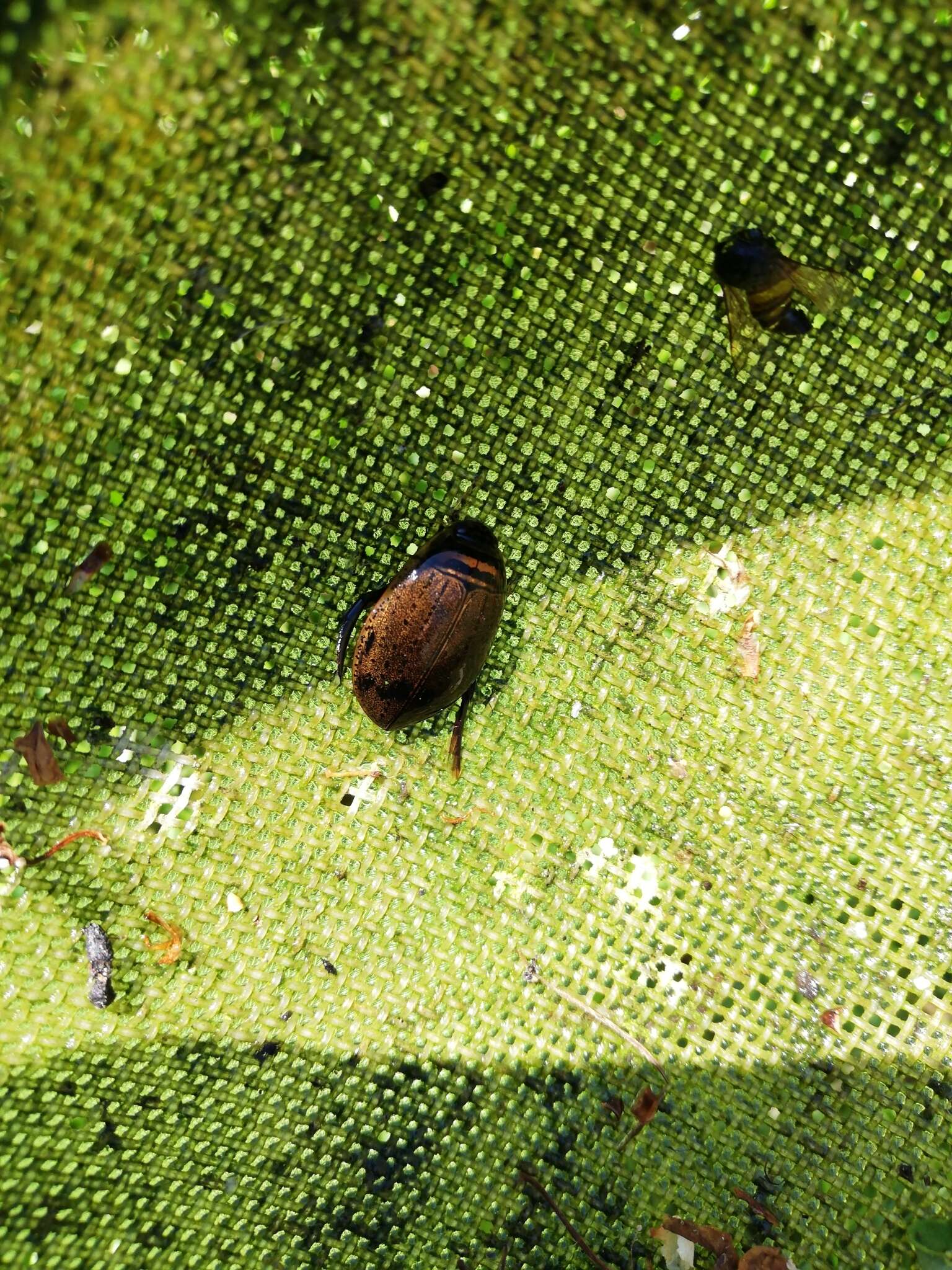 Image of Grooved Diving Beetle