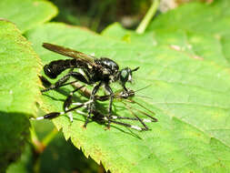 Image of Laphria canis Williston 1883