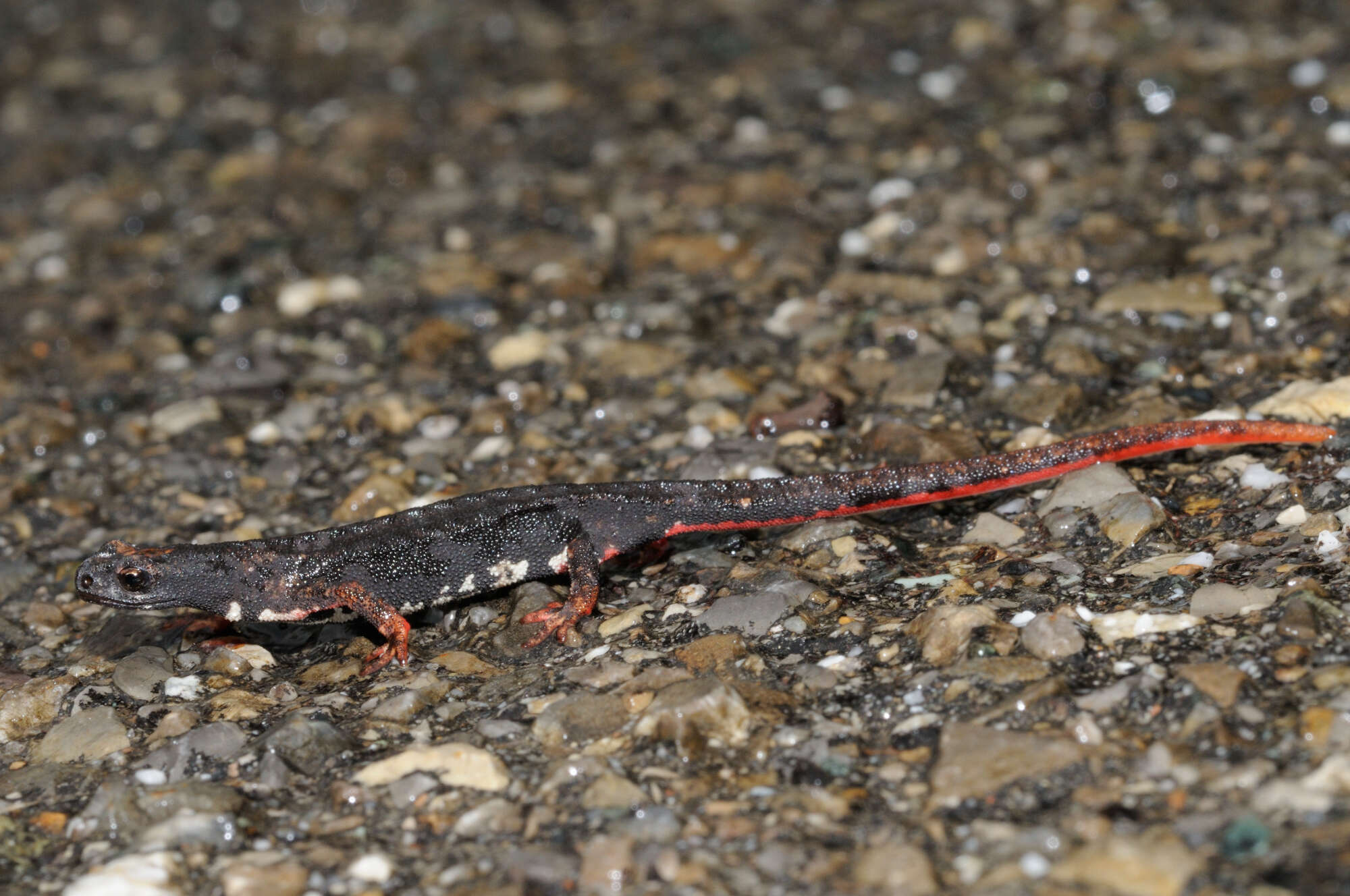 Image of spectacled salamander