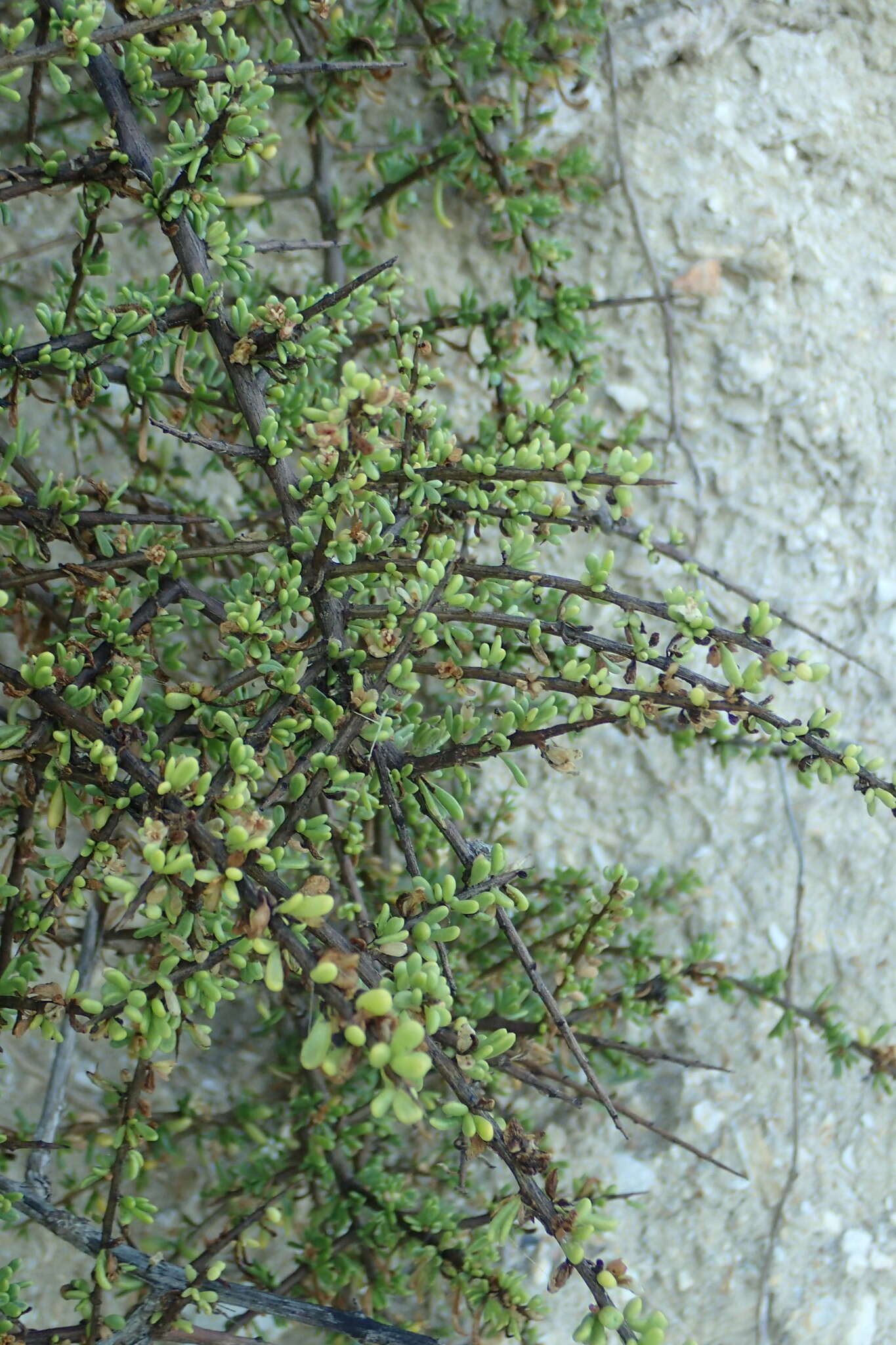 Image of California desert-thorn