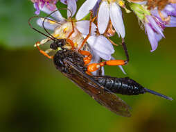 Image of Pimpla pedalis Cresson 1865