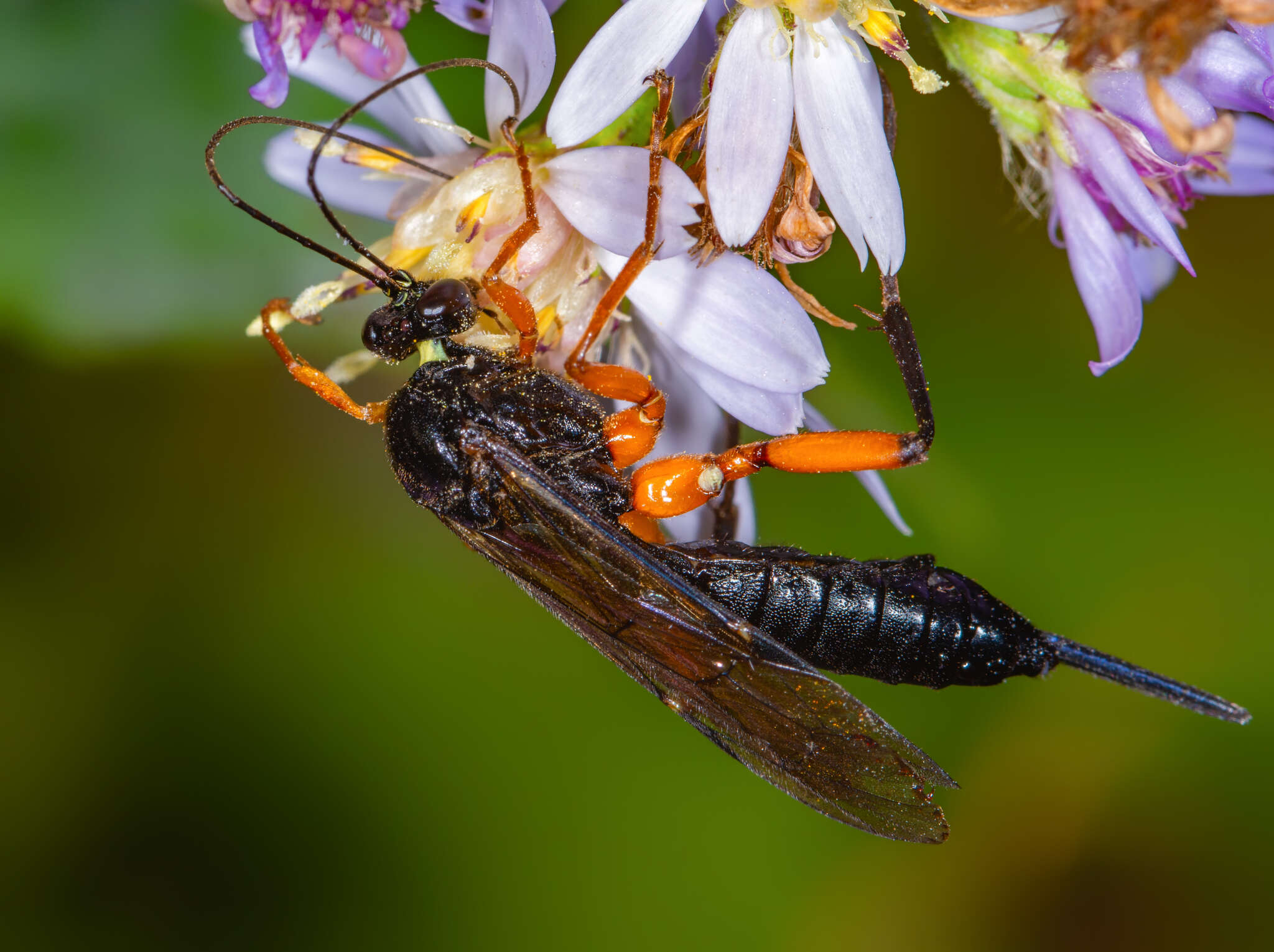 Imagem de Pimpla pedalis Cresson 1865