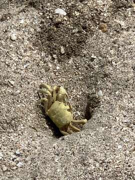 Image of Red Sea ghost crab