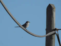 Image of Iberian Grey Shrike