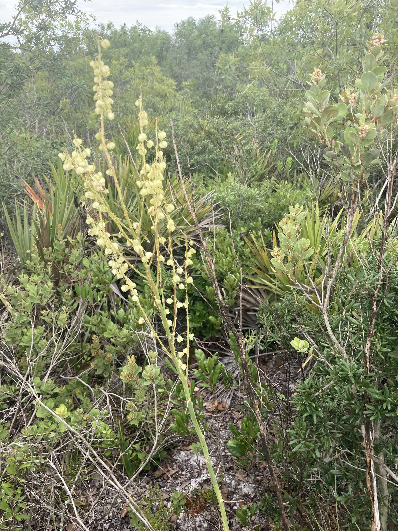 Image of Britton's beargrass