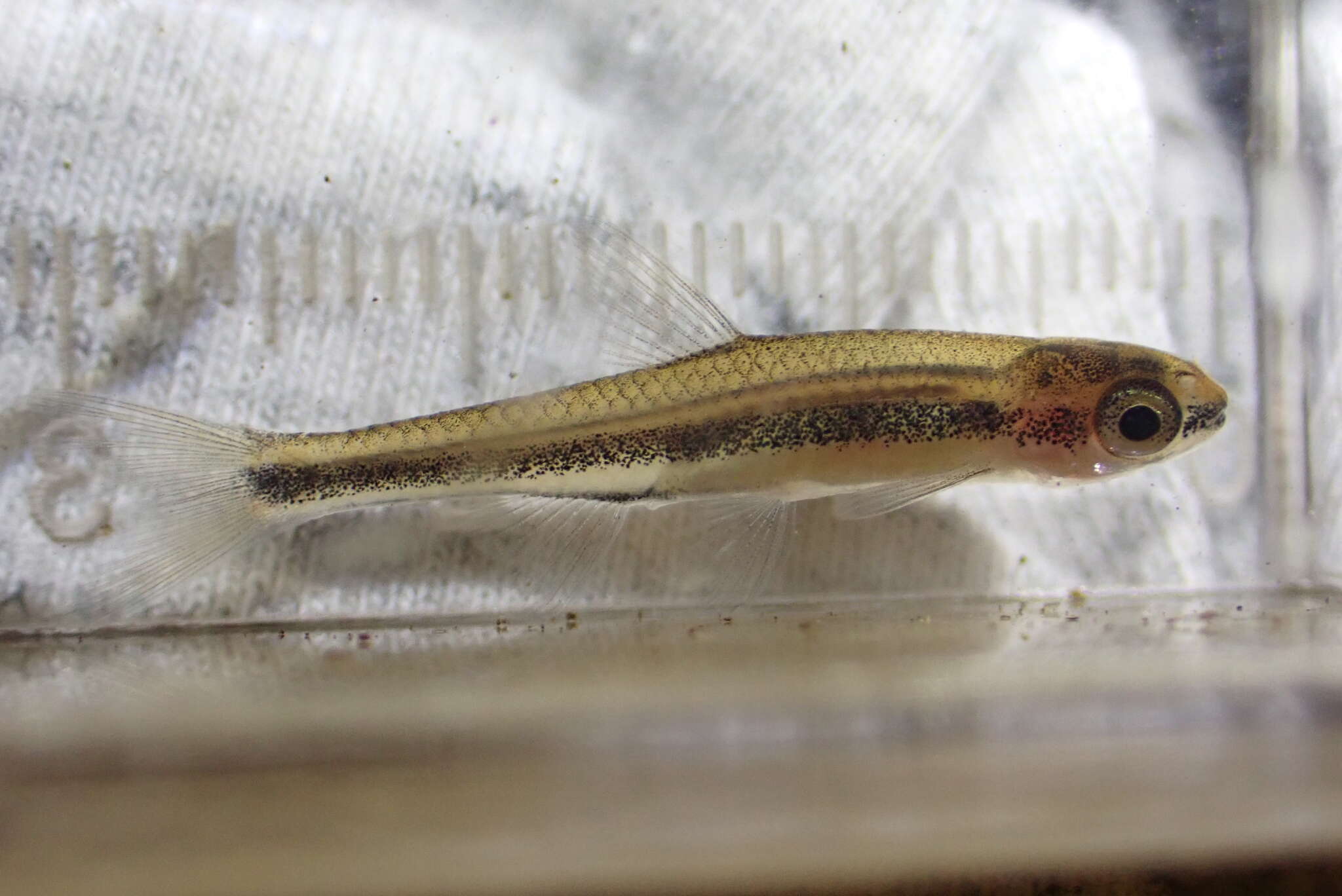 Notropis chalybaeus (Cope 1867)的圖片